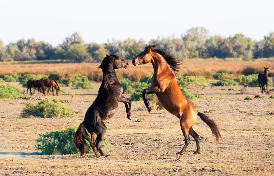 Two wild horses sparring on a grassy field with a scenic background. Captured in an open range.
